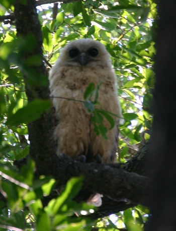 Fishing owl